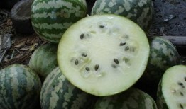 昆明嫩圆瓜怎么吃,昆明嫩圆瓜的多彩食法探索