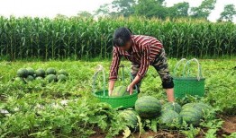 摘瓜怎么吃最好