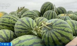 创投圈吃瓜,揭秘吃瓜背后的投资秘密