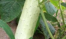 摘瓜怎么吃最好