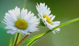 野生雏菊吃瓜视频,萌态十足引网友热议