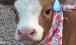 抖音粉色的吃瓜,揭秘网红美食背后的故事