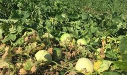 免费吃瓜地址有什么,畅享美食盛宴的秘密通道