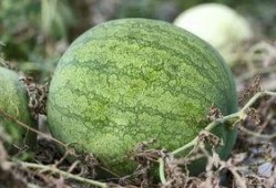 嗑个瓜吃,明星幕后那些事儿