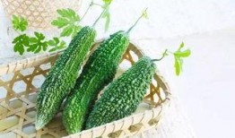 吃瓜的文案哈密瓜小朋友,甜蜜瓜果的趣味生活